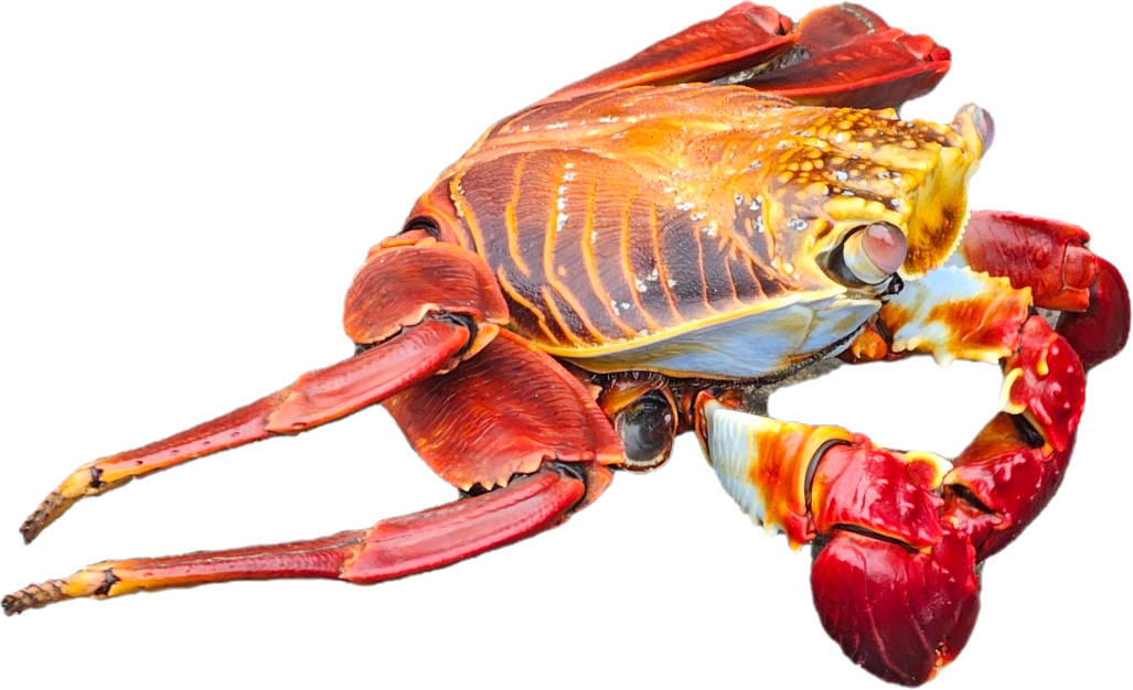 Sally Lightfoot Crab From The Galapagos